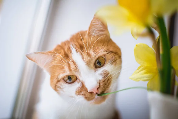 红白相间的猫嗅到了窗上的一片黄色水仙花 — 图库照片