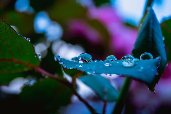 夏季雨滴落在绿叶上的宏观照片 — 图库照片