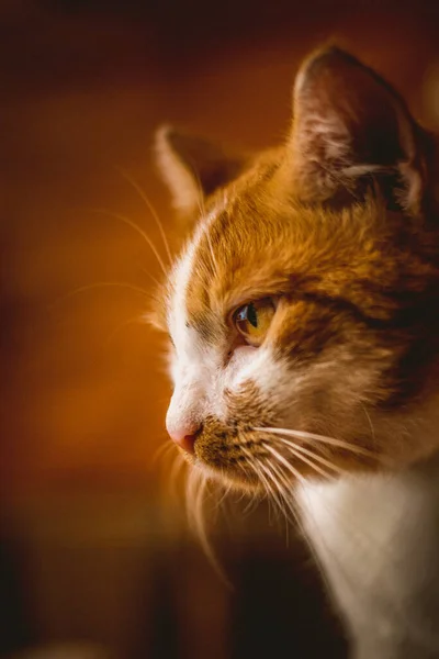 Portret Van Een Serieuze Gemberkat Filosoof Kat Kijkt Verte — Stockfoto