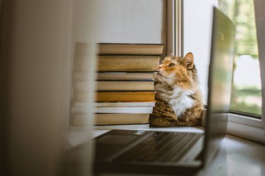 Dizüstü bilgisayar, pencere eşiğinde kitap yığını koklayan tüylü kedi.