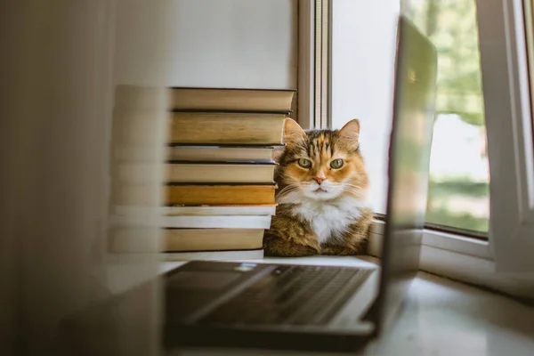 Stos Książek Laptop Puszysty Kot Parapecie — Zdjęcie stockowe