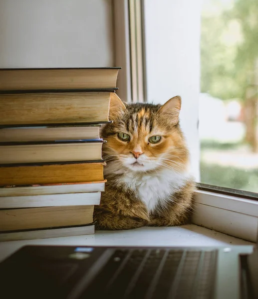 Gatto Soffice Pensoso Una Pila Libri Computer Portatile Sul Davanzale Foto Stock