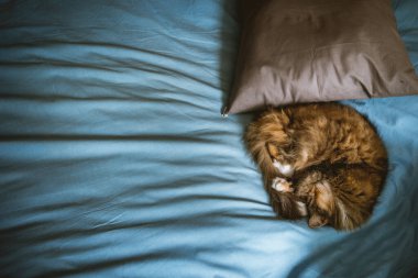 Kedi, mavi bir çarşafın üzerinde, gri bir yastığın yanında tatlı tatlı uyuyor.