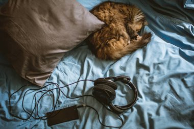 kedi, kulaklık, telefon, gri yastık ve mavi çarşaf, üst görünüm