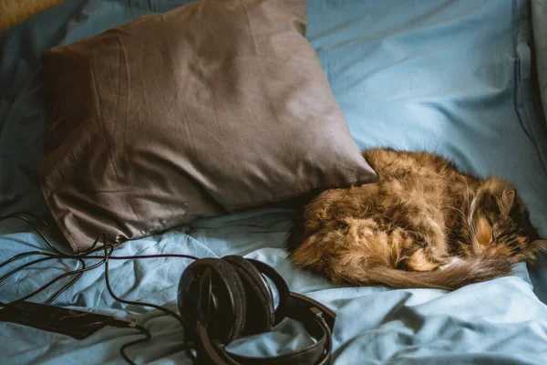 cat, headphones, phone, gray pillow and blue sheet, horizontal view