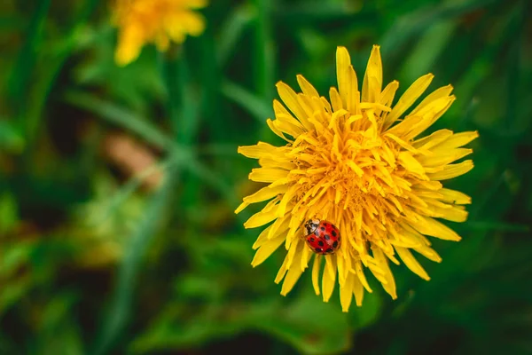 緑の草を背景に黄色のタンポポの赤いテントウムシ — ストック写真