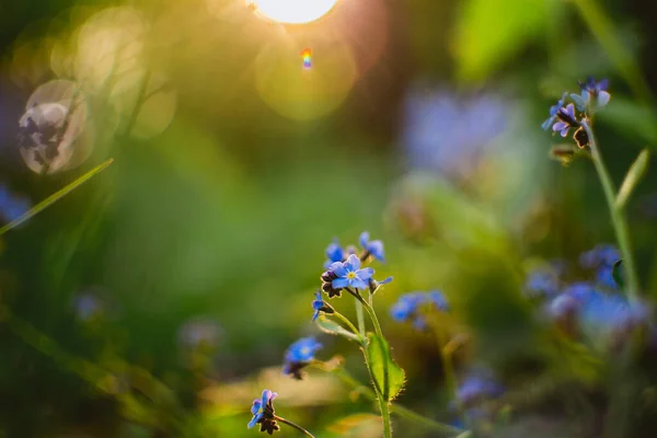 Hermosa Floración Olvidan Los Rayos Del Sol Poniente — Foto de Stock