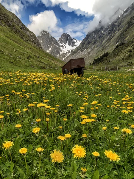 Flores Florecientes Primavera Verano Con Montañas Fondo Alpes Franceses — Foto de Stock