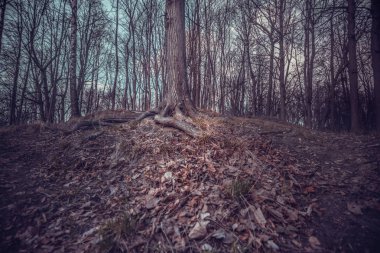 Korkunç ağaçlar büyülü ışık ve renk. 