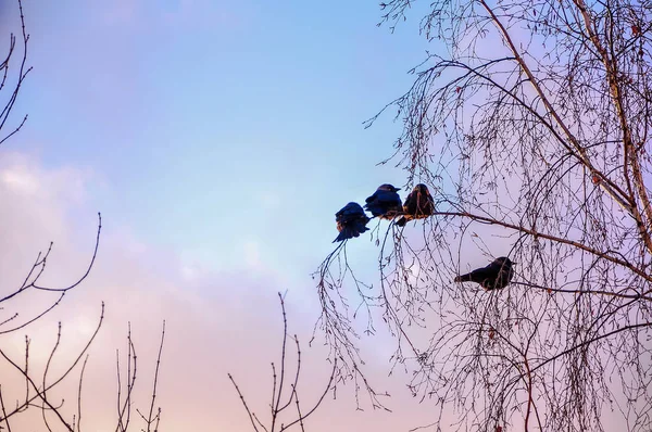 Urban bird sitting in the branches of a tree against a pink sunset — Stock Photo, Image