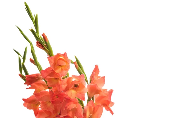 A bouquet of gladiolus isolated on white background — Stock Photo, Image