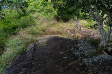 Tropikal ormandaki antik merdivenler