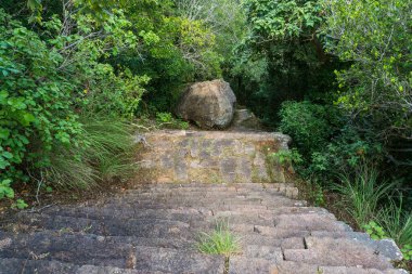 Tropikal ormandaki antik merdivenler