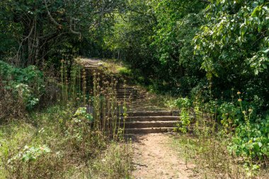 Tropikal ormandaki antik merdivenler