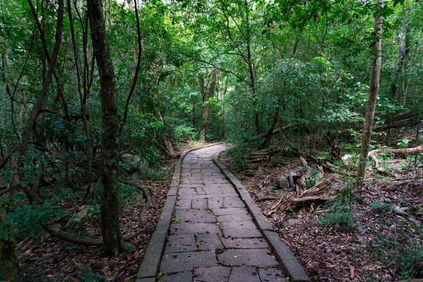 Caminho Antigo Floresta Tropical — Fotografia de Stock