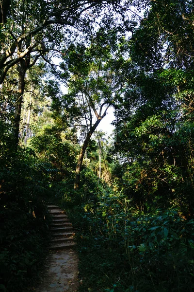 热带森林中的古老路径 — 图库照片