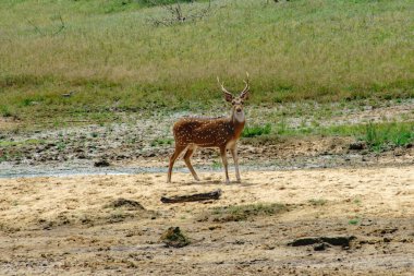 Ulusal parkta vahşi geyik