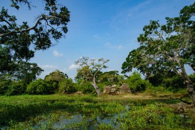 Göl kıyısındaki ağacın tepesindeki kuşlar