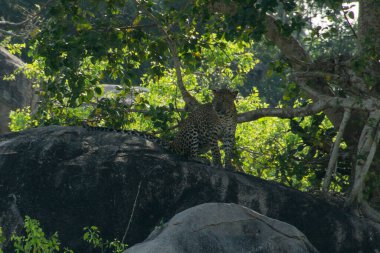 Yala 'nın ulusal parkında kayadaki leopar