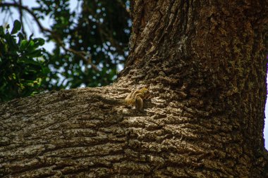 Ağaçtaki küçük sincap