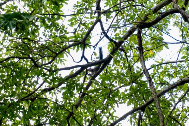 Ağaçta koşan sincap.