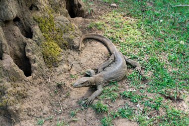 Varan termiterden yeni çıktı.