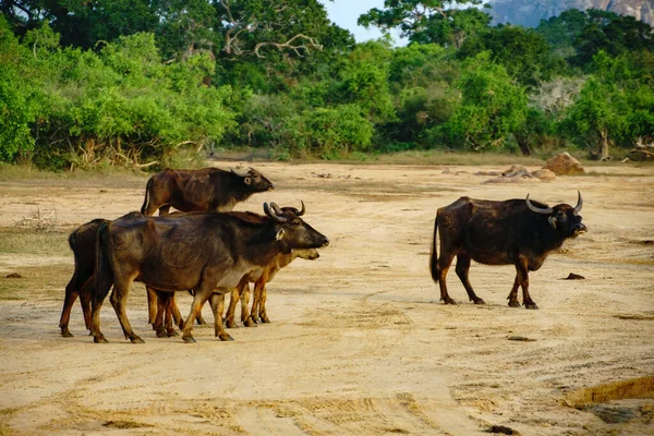 Búfalos Salvajes Parque Nacional — Foto de Stock