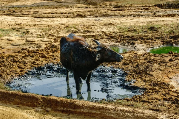 Ulusal Parkta Vahşi Bufalolar — Stok fotoğraf