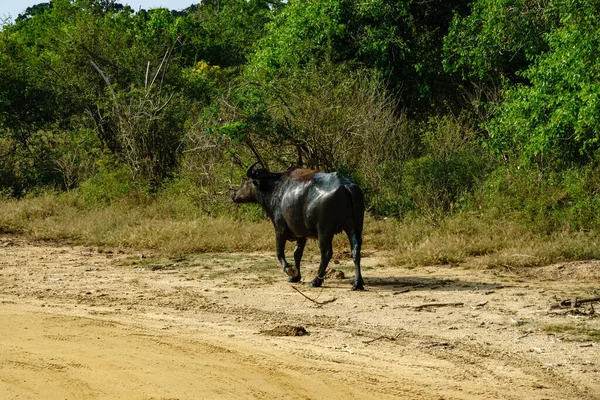 Ulusal Parkta Vahşi Bufalolar — Stok fotoğraf