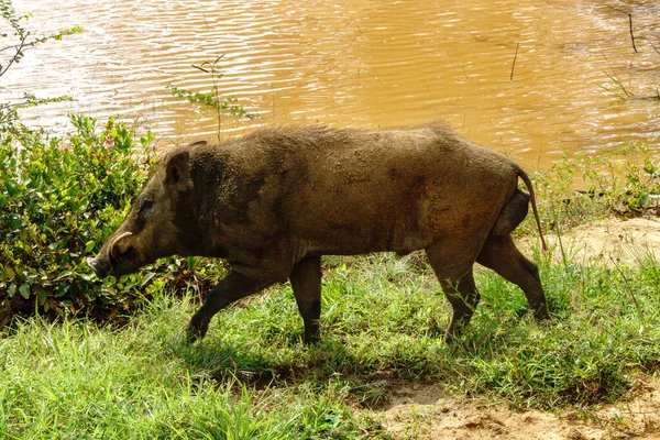 Wild Varken Gaat Langs Weg — Stockfoto