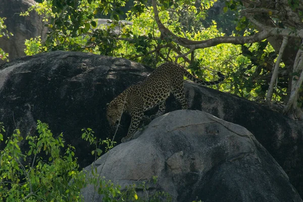 亚拉国家公园岩石上的豹子 — 图库照片