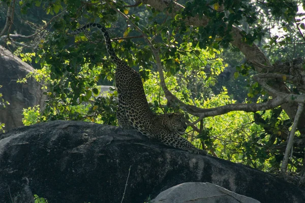 Yala Nın Ulusal Parkında Kayadaki Leopar — Stok fotoğraf