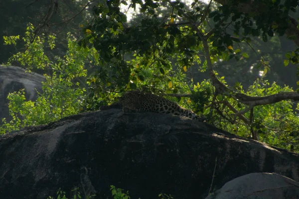 Yala Nın Ulusal Parkında Kayadaki Leopar — Stok fotoğraf