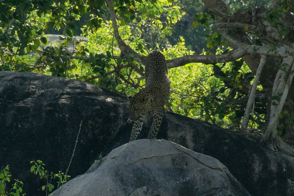 Leopard Στο Βράχο Στο Εθνικό Πάρκο Της Γιάλα — Φωτογραφία Αρχείου