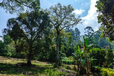 Tropikal ormanda sıcak bir öğleden sonra