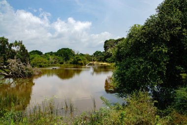 Ormanda küçük bir gölet