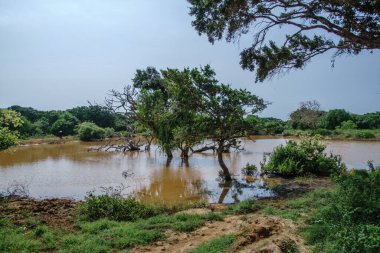 Tropikal ormanda küçük bir gölet