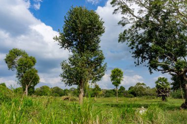 Ağaçlarda güneşli bir gün, tropikal kır manzarası