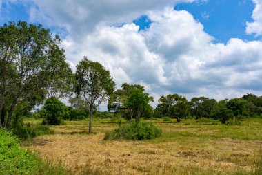 Ağaçlarda güneşli bir gün, tropikal kır manzarası