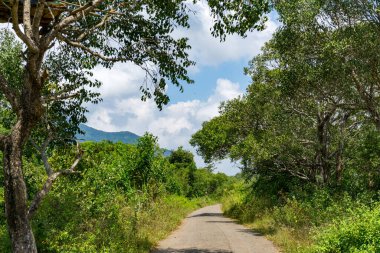 Tropikal kırsal kesimde güneşli bir gün