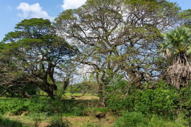 Tropikal köyde güneşli bir gün