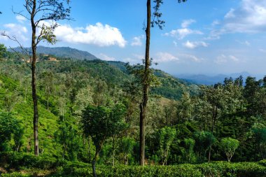 Tropikal ormanlarla kaplı güneşli tepeler