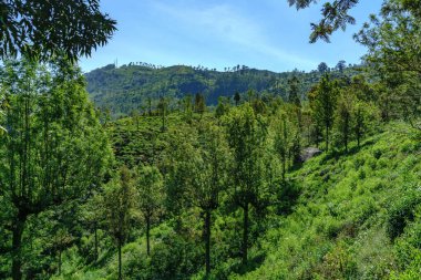 Nuwara Eliya 'daki yamaçlarda çay yetişiyor.