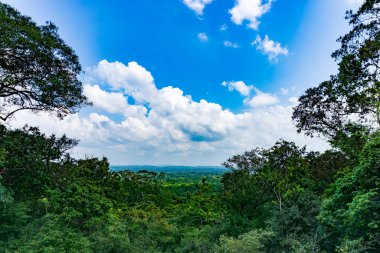 Yeşil okyanus - tropikal orman manzarası