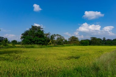Pirinç tarlalarına bakın.