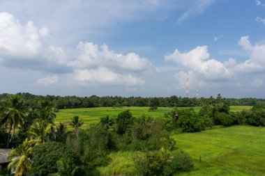 Pirinç tarlalarına bakın.