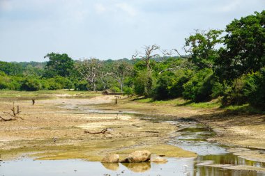 Sri Lanka 'daki ulusal parkta kurumuş göl dibi.