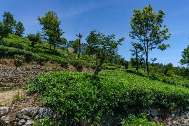 Nuwara Eliya 'daki güzel yamaçlarda çay yetişiyor.