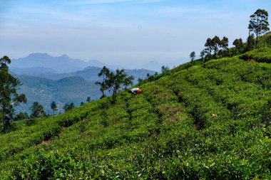 Nuwara Eliya 'daki güzel yamaçlarda çay yetişiyor.