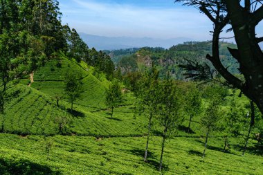 Nuwara Eliya 'daki güzel yamaçlarda çay yetişiyor.